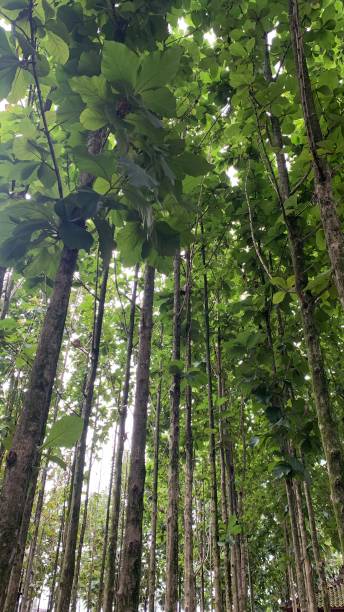 istock “Jati” trees garden view 2152757494