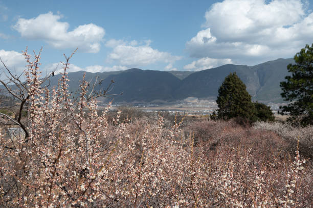 Winter plum blossoms in full bloom