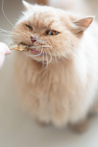istock On a sunny day indoors, a British longhair cat eats fish treat snacks. 2152759530