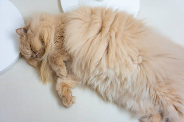 Large male lion sleeping, resting his head on his paw.