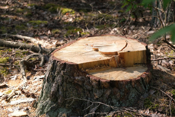istock Cut down trees in the forest. A huge stump from pine. 2152760247