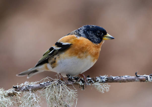 istock Brambling (Fringilla montifringilla) male perched on a branch in spring. 2152760804