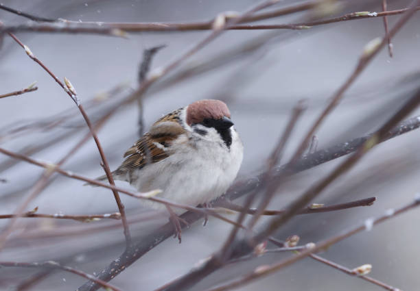 istock Eurasian tree sparrow (Passer montanus) sitting in a bush in snowfall in spring. 2152760826