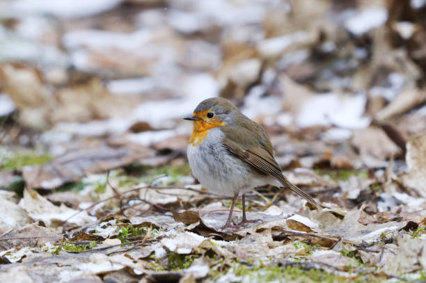 istock European robin (erithacus rubecula) standing on the ground in spring. 2152760842