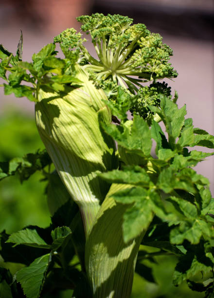 istock Angelica plant or wild celery 2152760860