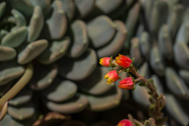 istock Pattern and abstract of succulent flower 2152761980