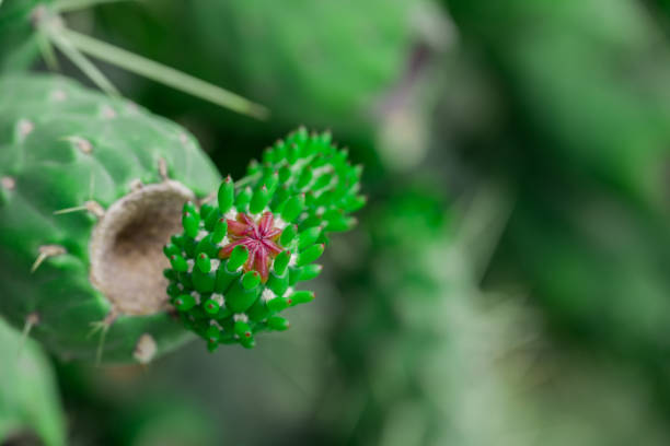 Cactus nopal flowers. Chumbera nopal cactus plant with flowers