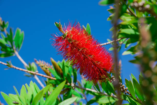 istock A red bottlebrush bush (Callistemon). Red flowers 2152762286