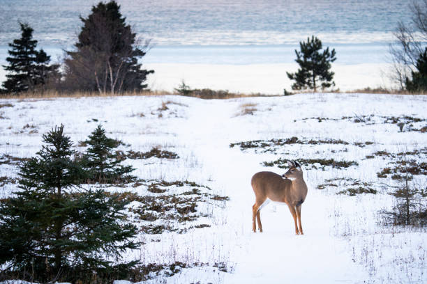 istock White-tailed deer  in winter in a national Park. 2152762480