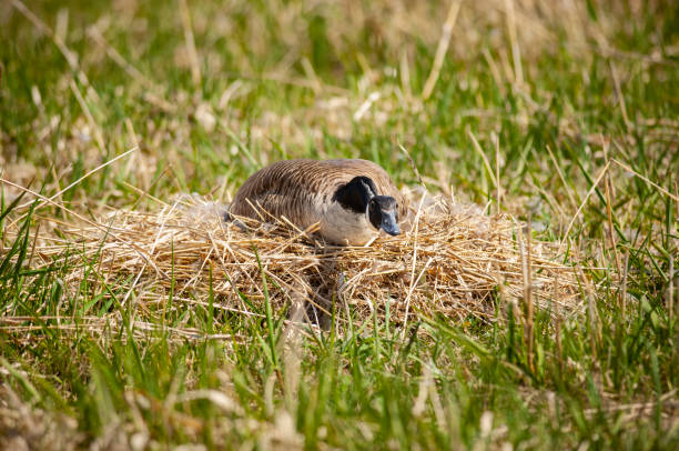 A female Canada Goose is keeping a low profile while incubating its eggs, along the St. Lawrence River.