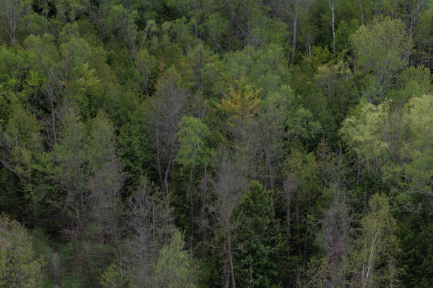 istock High angle view of a forest in early spring 2152764101