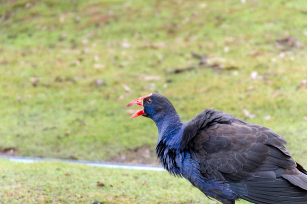 An australasian swamphen