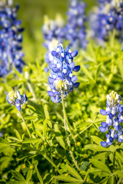 istock Blue bonnets in a lush green meadow, springtime in Texas 2152765693