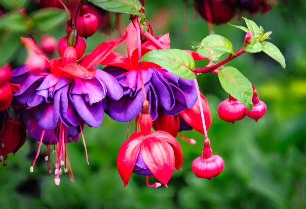 istock Complex Pink Fuchsia Flower 2152766387