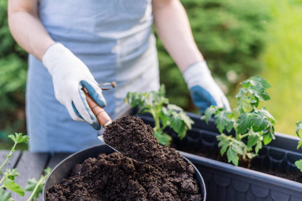 istock Woman planting small tomato seedlings in a box 2152766479