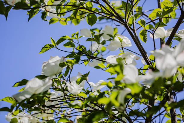 Blossoms on a Dogwood Tree, the flower is the provincial emblem of British Columbia.