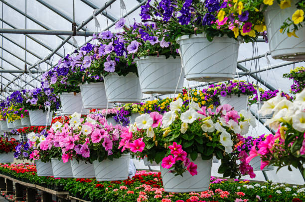 Baskets of hanging flowers and flats of geraniums await purchase for Mother's Day in a Cape Cod greenhouse.