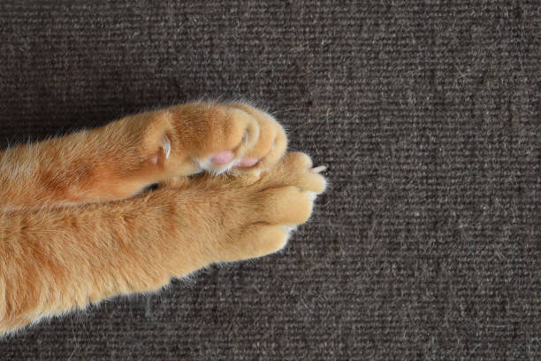 istock Ginger cat paw on the rug. 2152769818