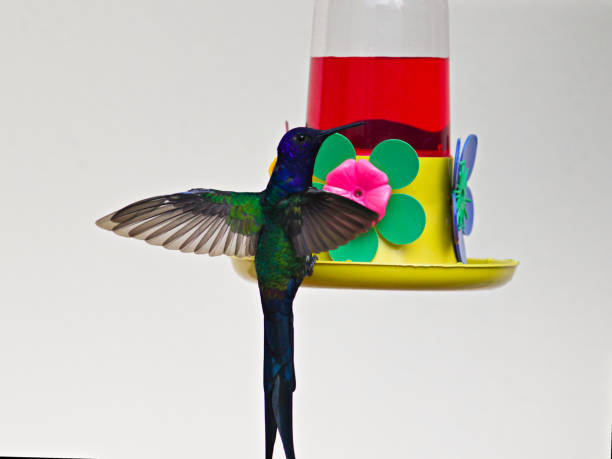 istock Small Swallow-tailed Hummingbird (Eupetomena macroura), which has just landed on a plastic feeder, looking suspiciously at the camera before drinking the nectar. 2152771540