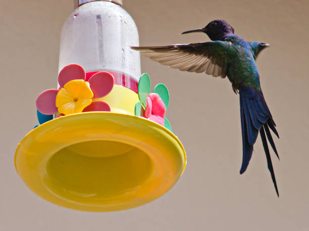 istock Small Swallow-tailed Hummingbird (Eupetomena macroura), circling a plastic feeder. 2152772518