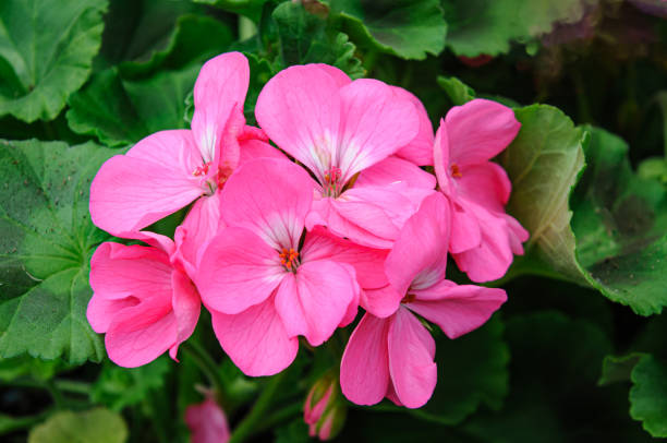 istock Shades of Pink 2152772672