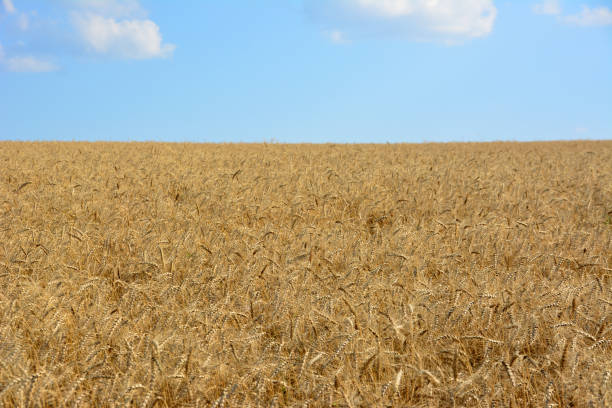 istock a wheat field with a blue sky and clouds in the background 2152772899