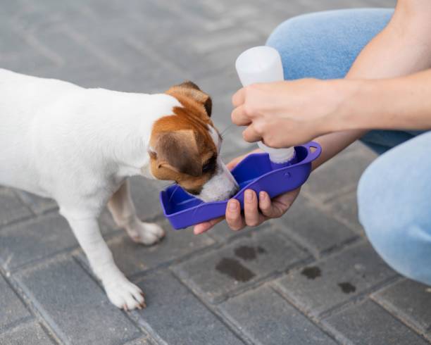 istock The dog drinks from a portable pet water bottle while walking with the owner 2152774224