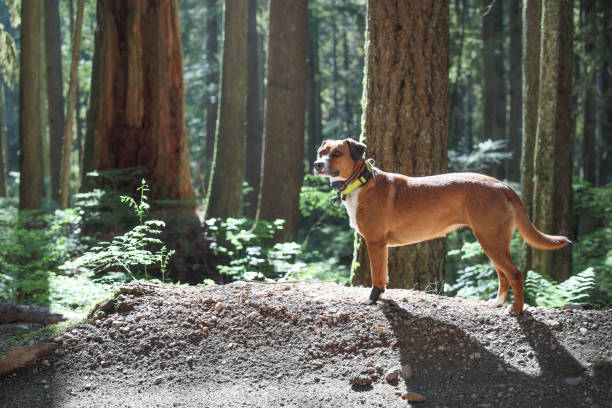 Cute dog standing in rainforest, while smelling or looking at something. Forest safety for dogs. Female Harrier mix. Selective focus.