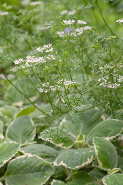 istock Green herbs with white flowers growing in a backyard vegetable garden. 2152774930