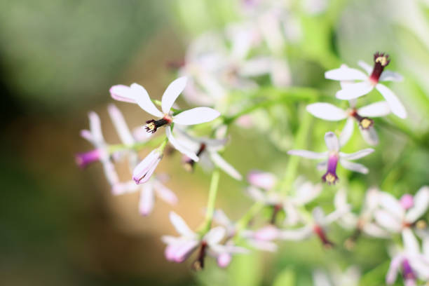 Space for text. Melia azedarach (Rosary tree or Chinaberry) flowers are small and fragrant with light purple or lilac petals flowering occurs in spring-summer.