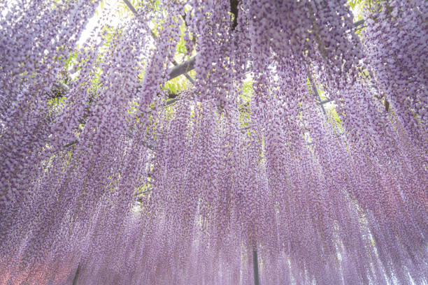 istock beautiful wisteria flowers 2152777977