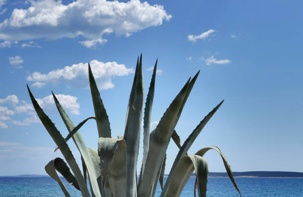 Agave with big sharp fleshy green leaves on the seacoast