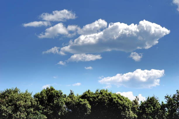 Green tree tops of the domestic trees with blue sky and Cumulus mediocris clouds above it