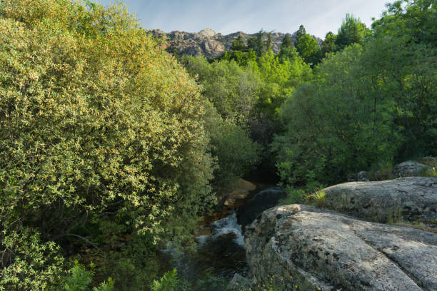 landscape view of a mountain stream on a sunny day