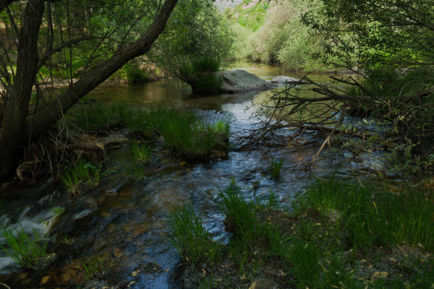 istock landscape, view, nature, plants, water, stream, mountain, flora, mountains, current, spring, 2152778661