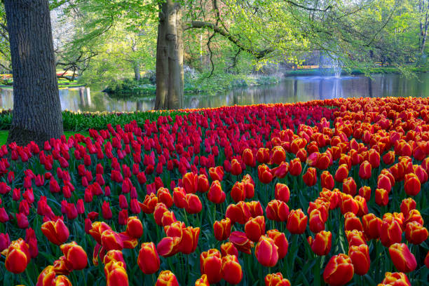 istock Spring Flowers in a Garden 2152779617