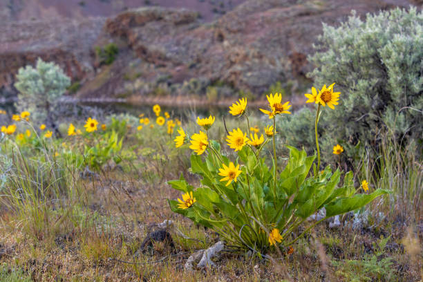 istock Arrowleaf Balsamroot in the Eastern Washington Desert 2152779752