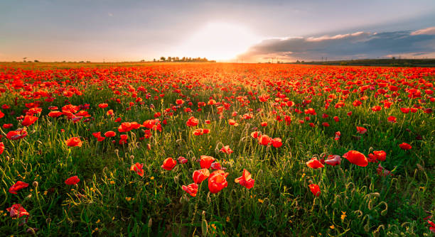istock Dusk over the Poppy-covered Manchego fields, Cabezamesada, Toledo 2152781067