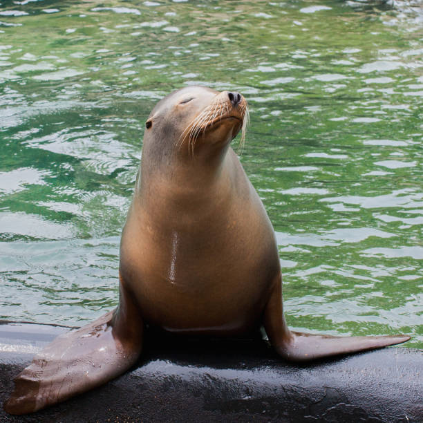 Sea lion posing for a portrait