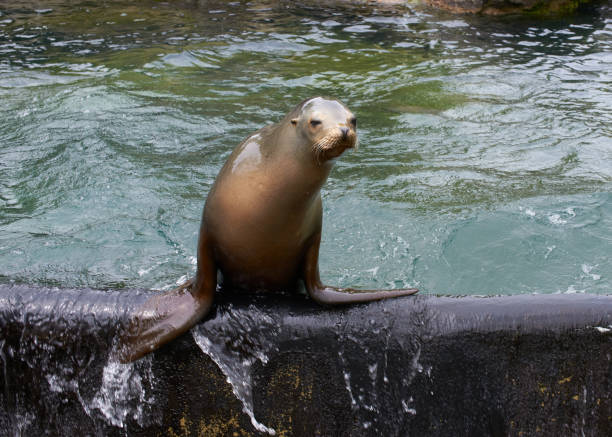 Sea lion posing for a portrait