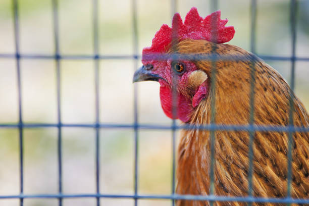 istock Brown free range chicken behind fence 2152781296