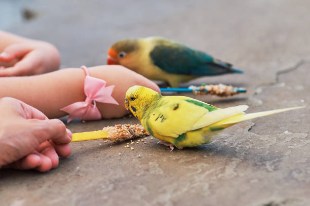 istock Love bird and budgerigar being hand fed in the aviary 2152781304