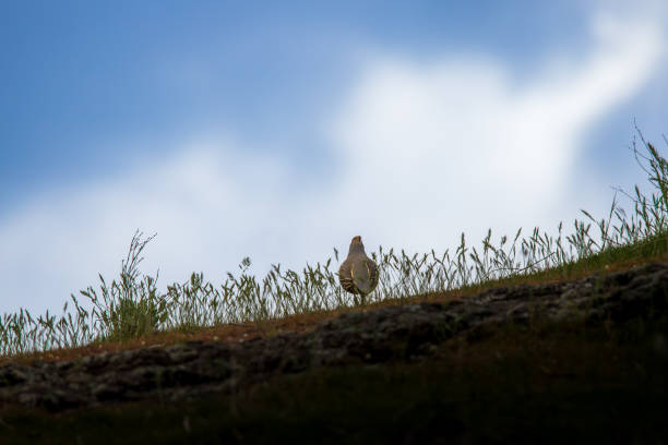 Quail on the desert floor