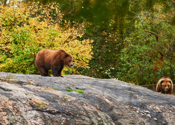 istock Brown Grizzly bears at the zoo 2152781369
