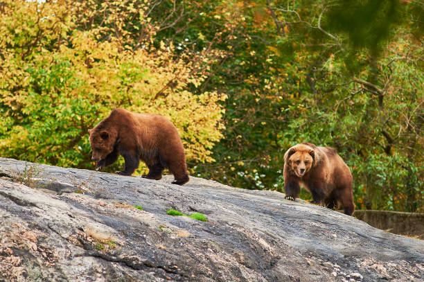 istock Brown Grizzly bears at the zoo 2152781404