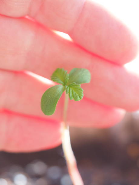 istock cannabis plant close up 2152781584
