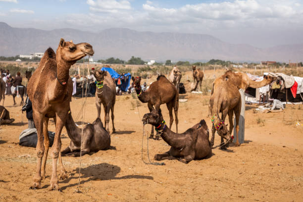 istock Camels at Pushkar Mela Pushkar Camel Fair, India 2152783208
