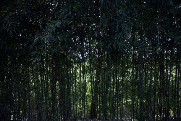 istock Bamboo plants counterlit by the sun 2152784556