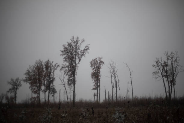 Gloomy landscape. Gray sky. Lonely trees on the horizon. Autumn weather in the forest.