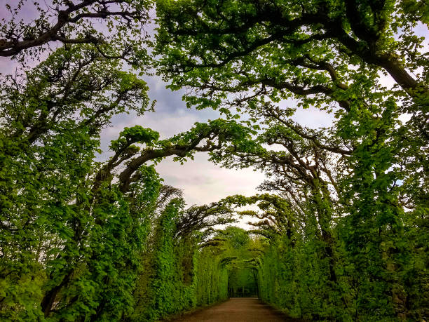 The image shows a pathway lined with tall, green trees forming a natural archway under a cloudy sky.